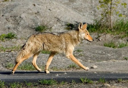 Because You're Mine, I Walk The Line - animal, nature, coyote, dog