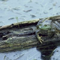 Frog On A Log