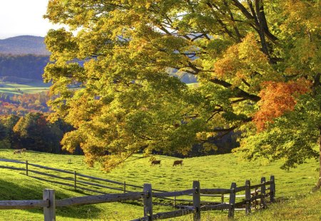 awsome scenery - trees, fences, fields, valley, cows