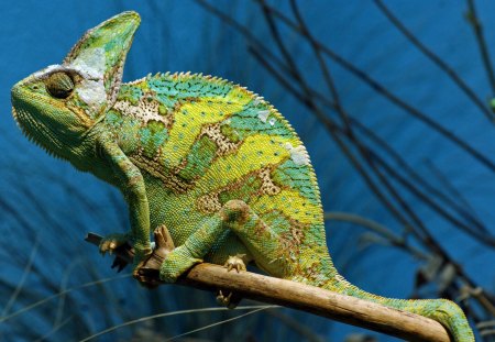 *** Green Chameleon *** - green, animals, chameleon, reptiles