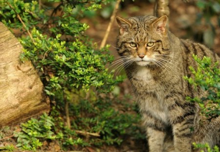 *** Wild cat *** - animal, cat, animals, cats