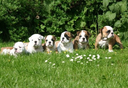 *** English Bulldog Puppes *** - puppes, dogs, animals, bulldog