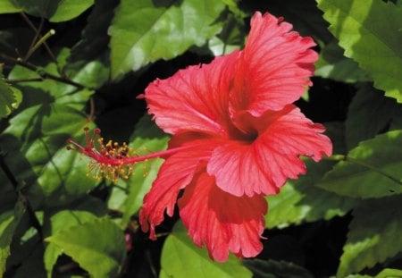 *** Red Hibiscus *** - hibiscus, flower, nature, red