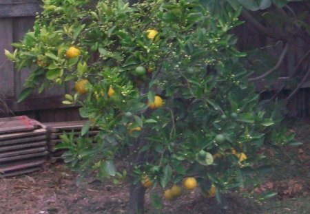 orange tree - sweed, inthe garden, orange, tree