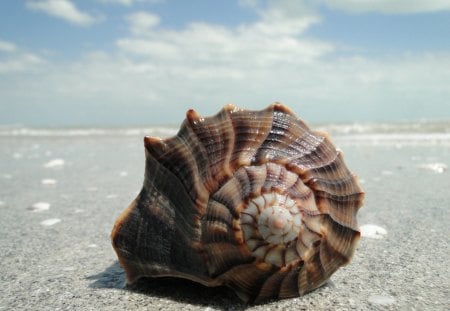 *** SHELL *** - nature, shells, sky, beach