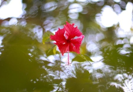 *** Hibiscus on the water *** - flowers, nature, water, hibiscus