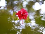 *** Hibiscus on the water ***