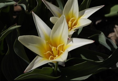 *** Interesting Tulips *** - flowers, white, nature, tulips