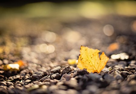 Autumn Leaf - beauty, bokeh, autumn, peaceful, leaf, road, autumn leaves, path, autumn leaf, pretty, lovely, autumn colors, nature, pathway, beautiful, leaves, splendor, stones, colors