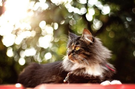 Adorable Cat - pretty, cat face, cat eyes, eyes, paws, kitten, cats, face, bokeh, beautiful, beauty, lovely, love, sweet, tree, cat, nature, cute, adorable, animals, kitty