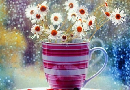 beautiful decoration - daisies, flowers, window, drops, colors, cup