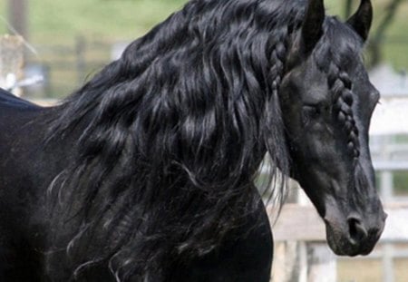 Black beauty - beauty, horse, mane, black, plait