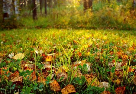 Autumn Leaves - pretty, autumn colors, splendor, grass, forest, leaves, rain, autumn splendor, woods, drop, trees, beautiful, drops, wet, beauty, lovely, tree, nature, rainy, green, autumn, autumn leaves, peaceful