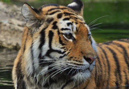 SIBERIAN TIGER - vienna, animals, tiger, zoo