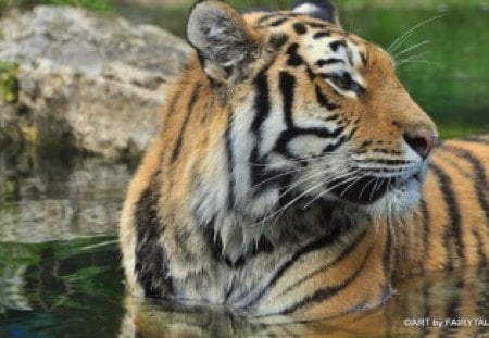 SIBERIAN TIGER - vienna, tigers, cats, zoo