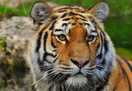 SIBERIAN TIGER - cats, zoo, tiger, vienna