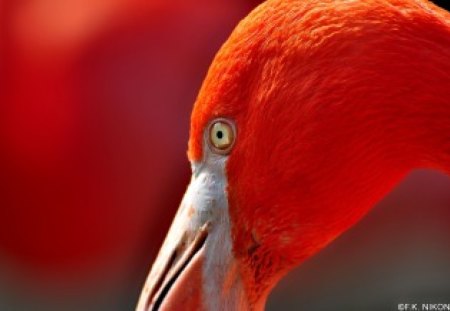 PRETTY FLAMINGO - flamingos, vienna, zoo, birds