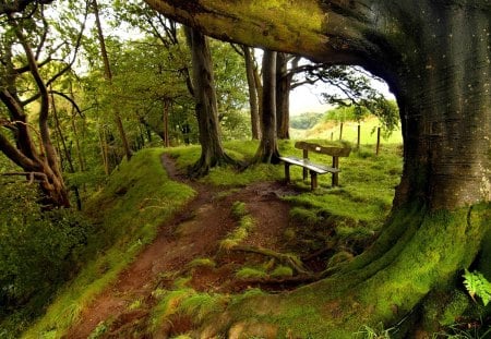 GREEN PARK - nature, benches, trees, park, road