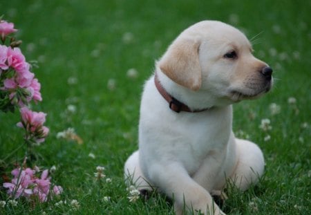 * Waiting * - nature, dog, green, waiting, flowers, lovely, grass, cute