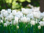 White Tulips