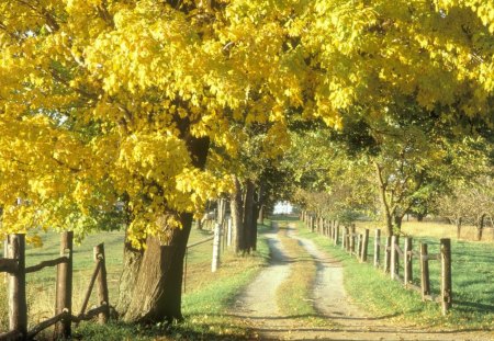 Autumn Road - autumn, fence, trees, road, brown, fall, yellow, green, leaves, grass