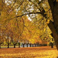 Autumn Field