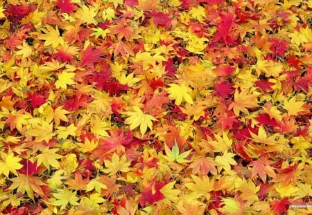 Autumn Leaves - red, fall, photo, collage, leaves, yellow, leaf, orange, autumn