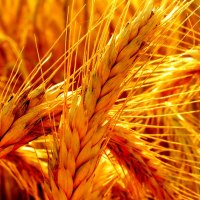 Amber Waves of Grain