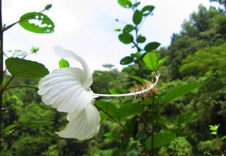 Hibiscus rosa-sinensis Linn.