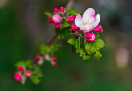 Applebloom - garden, tree, apples, fruit