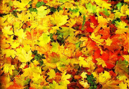 ♥    Autumn Leaves     ♥