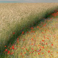 wheat and poppy fields