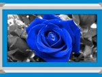 BLUE ROSE