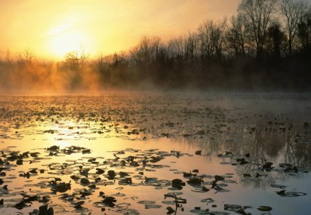 sunrise at cuyahoga valley rec area ohio - pond, lillies, trees, mist, sunrise