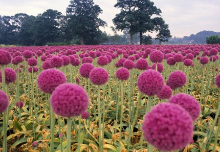 field of pink onion flowers in holland