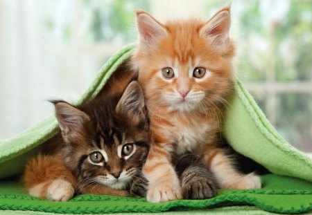 Blanket buddies - window, room, sweet, playing, cat, fluffy, blanket, buddies, kittens, cute, friends, adorable, kitties