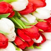 Red and White Tulips