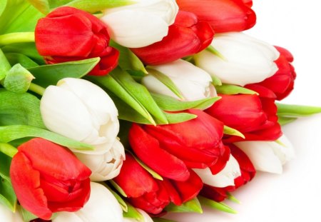 Red and White Tulips - flowers, white, red, tulips