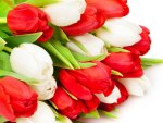 Red and White Tulips