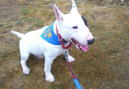 Bull Terrier - bull terrier, white dog, cute, lovely