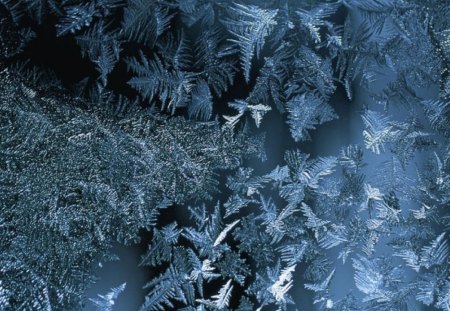 Frost - abstract, winter, blue, snow, ice, frozen, nature, freeze, hd, iceflowers, cold, frost, wallpaper