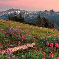 wildflower on a mountain meadow