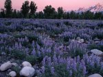 sunrise glow on a field of lupines