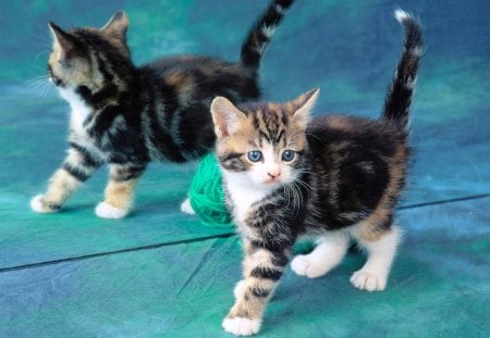 Kitten in a Mirror - fur, fluffy, furry, brouwn, black, white, tan, cute, tabby, tail, cat, stripped, kitten, blue, animal, fuzzy, small