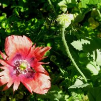 Bees on a Poppy