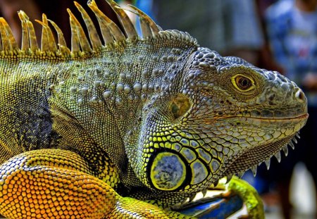 Iguana - yellow, blue, iguana, scales, animal, reptile, nature, green, spikes, wild