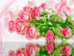 Pink roses reflection