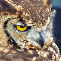 Great Horned Owl