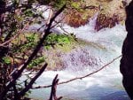 Yellowstone Forest Bubbling Water