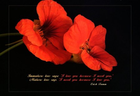 I love you  Chloe. - red flower, love, maturity, life